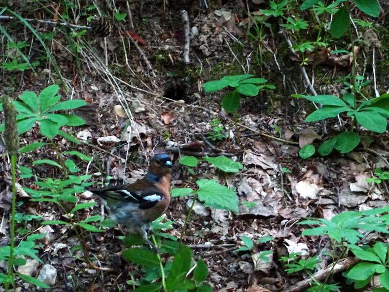 Fringilla coelebs........maschio